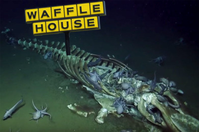 A significantly decomposed and skeletonized whalefall with a Waffle House sign edited to appear is if it's sticking up out of its tail. Crabs and deep sea fish are gathered to feast on the remains.