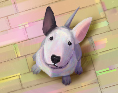 bull terrier