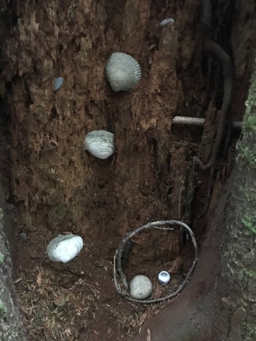fragilemothwing: shrines in the woods i found