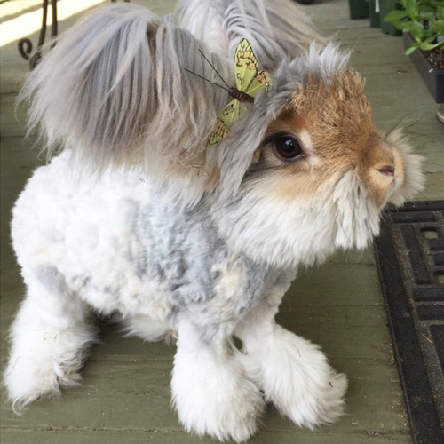 awesome-picz:    Meet Wally, The Bunny With The Biggest Wing-Like Ears.Wally is an English Angora rabbit who lives in Massachusetts, USA, and has ears that look like blessed messenger wings. He and his proprietor Molly as of late got to be celebrated