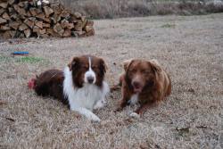 handsomedogs:  Finnley and Archer, my fiancé