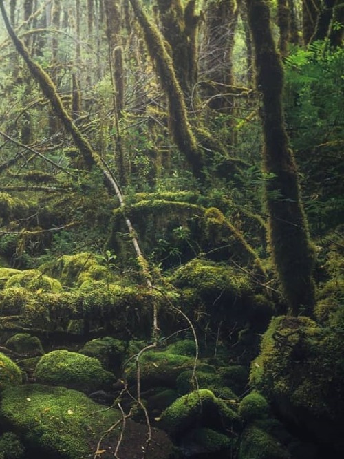 turnnoffyourmind:Enchanted forest ✦Bosque Valdiviano, Cochamó, Los Lagos, Chile.