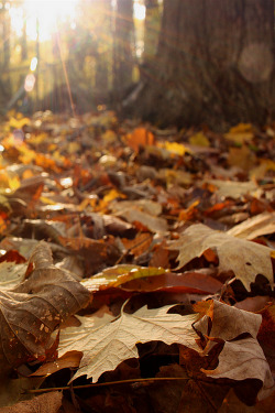 e4rthy:  Autumn Leaves by Todd 