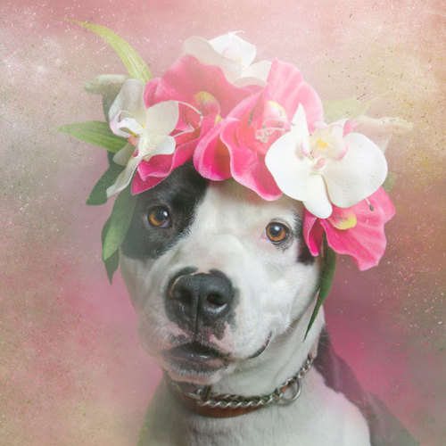 culturenlifestyle:  French Photographer Stands Up For Animal Rights Through “Pit Bull Flower Power” Project Sophie Gamand is a French photographer and animal rights advocate based in New York city. Since 2010, her award-winning work has focused on