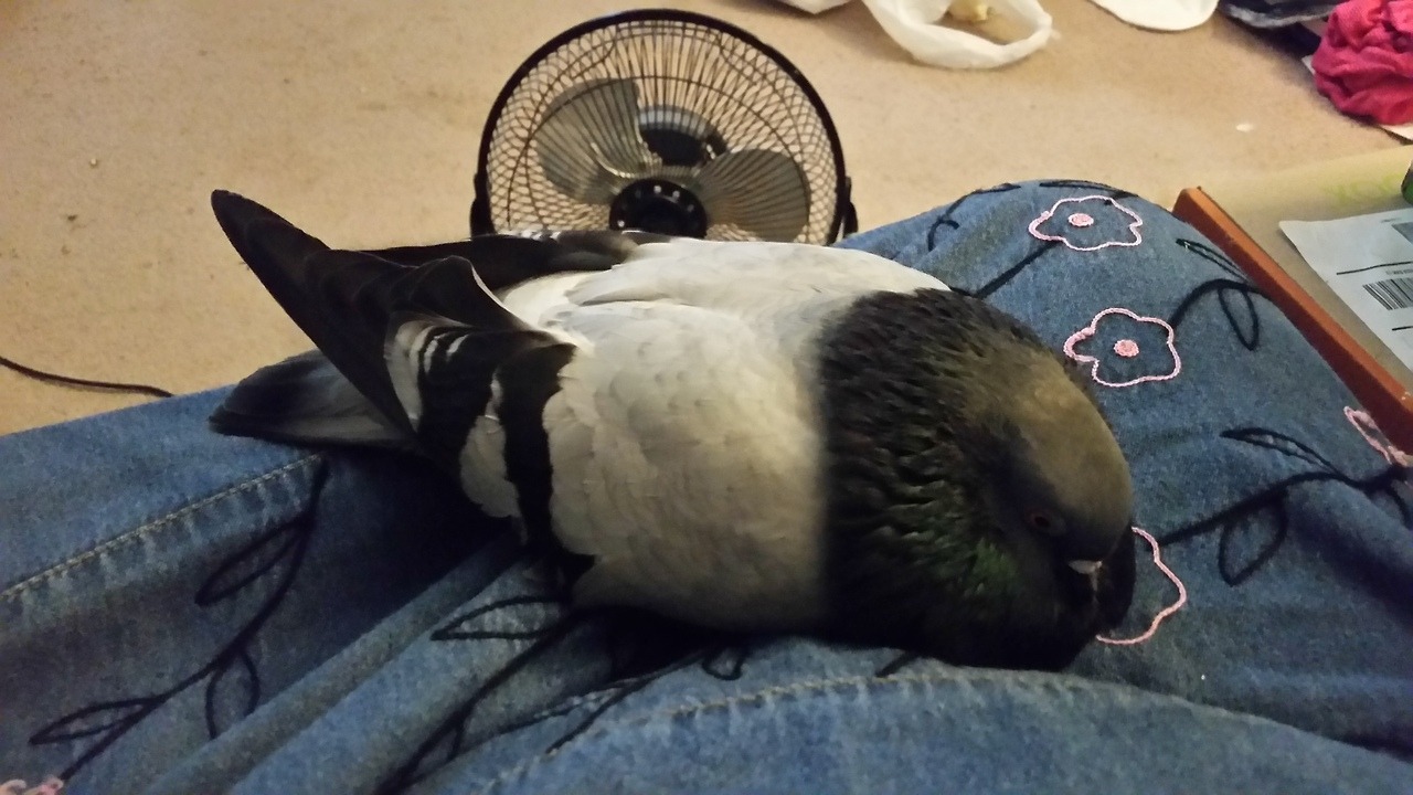ramseyringnecks:My prescious little potato. what a good spud!!! 