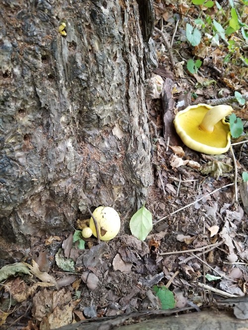 Golden mushrooms (unidentified) on a tree that looks like it&rsquo;s being used to grow them?