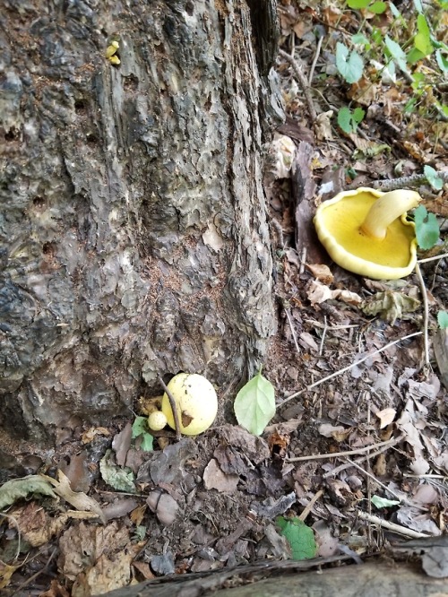 Golden mushrooms (unidentified) on a tree that looks like it’s being used to grow them?