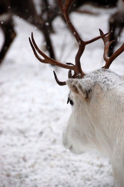 wonderous-world:  White Reindeer by Bill