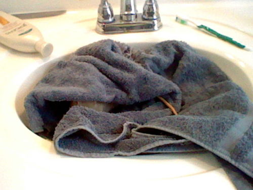 thatsthat24:  aphroditekin:  i gave moose a bath while i cleaned out his cage and let him make his home in a towelhe loved it ;u;  That is the tiniest moose I’ve ever seen