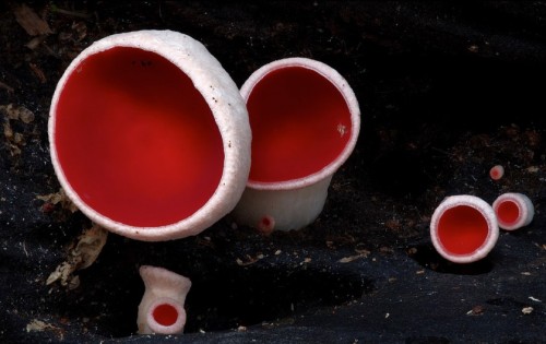 ad-hd-ab:Insane fungi photos by Steve Axford. Rekindling my obsessive love of mushrooms, and reminding me about that mushroom painting I wanted to start for a while. 