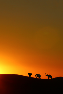 brazenbvll:  Elephants in Namibia : (Otto Klaus)  