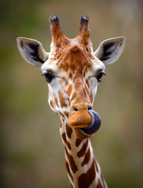 Gosh, Giraffes Directly Facing The Camera Are Just *chef's Kisses*