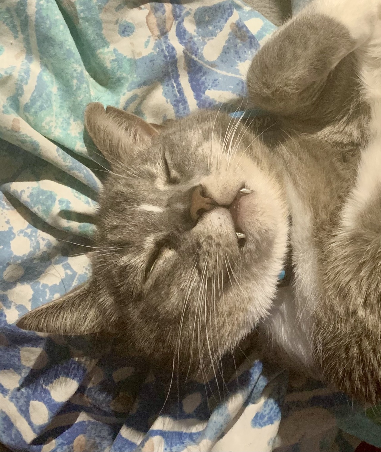 Porn photo pwurrz:teefies