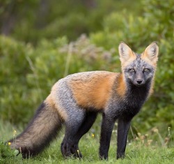 beautiful-wildlife:  Juvenile Cross Fox by