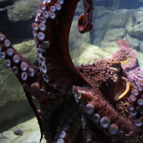 neaq:Around two thirds of an octopus’ neurons are in the arms — not the brain. Those are some pretty