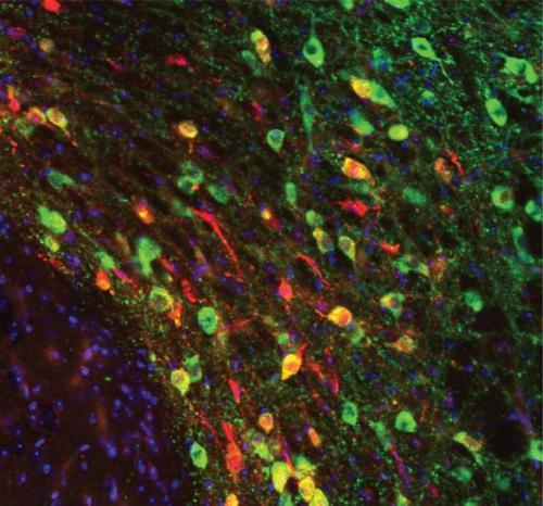 neurosciencestuff - (Image caption - This is a picture of the...