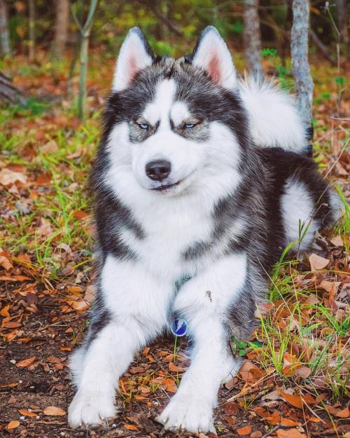 huskiesadventures:Mondays got me like…