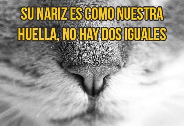 finofilipino:  Conclusión: Muy pronto nos dominarán.