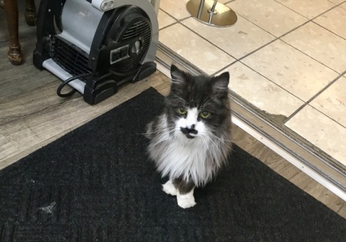 ohnopicturesofanothercat:Met this stump-tailed sweetheart sitting at the doorway of a hairdresser in