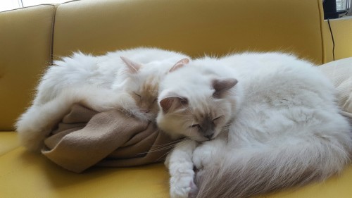 alloromantics: check out my little kitties! the grey eared one’s stella and the bigger whiter 