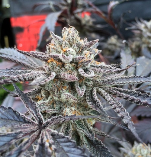 smokened:  AbjaRoots - Baylien #6, day 67.