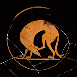 ashmoleanmuseum:  Happy Chinese New Year!This year is the Year of the Dog 🐶, the eleventh sign in the Chinese ZodiacThis dog is scratching his ear on a 2,500 year old Athenian red-figure cup by the Euergides Painter.According to the Chinese Zodiac,