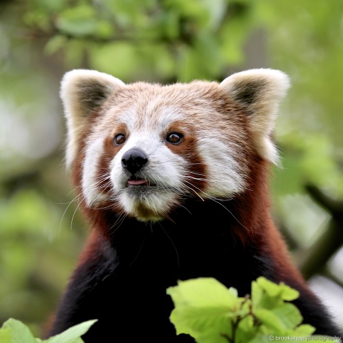 brookshawphotography: Red Pandas are just too cute! :-)