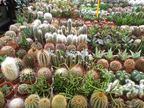 XXX cacti in amsterdam photo