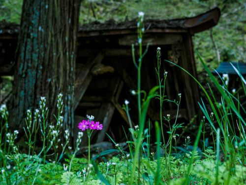 PhoTones Works #5007 by PhoTones_TAKUMA on Flickr.