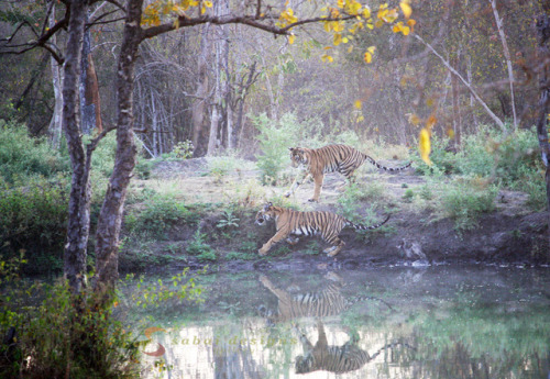 Wild juvenile tigers playing by the waterhole at Nagarhole National Park. 