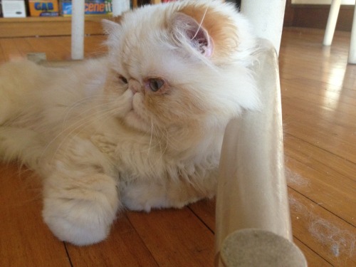 lucifurfluffypants: All that white hair under the table? I don’t know what you’re talkin