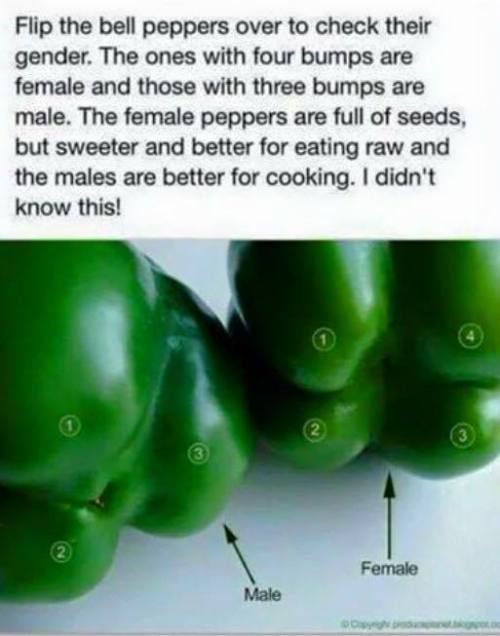 homoette:genderoftheday:Gender of the day: gendered peppers 
