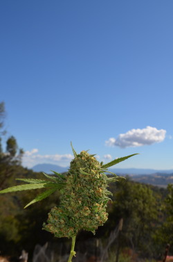 incredible-kush:  Green Crack cola! 