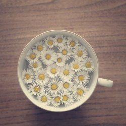 beautifulandscary:  Daisies are my favorite