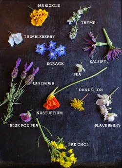 wiitch-craft:  vegan-sophistication:  Edible Flowers  ✯☽ 