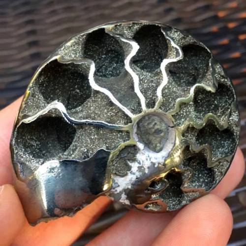 geologyin-blog:Pyritized Druzy Ammonite Fossil - Mikhailovsky Quarry, Ryazan, Russia ✨ Approximately