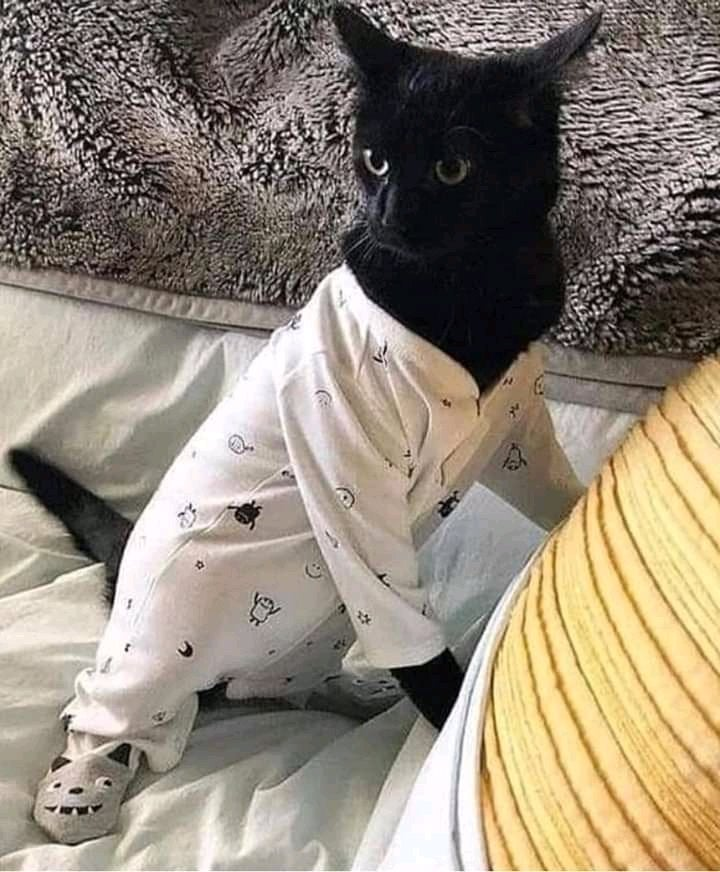 awwpets:What the hell happened last night?!? 🙀