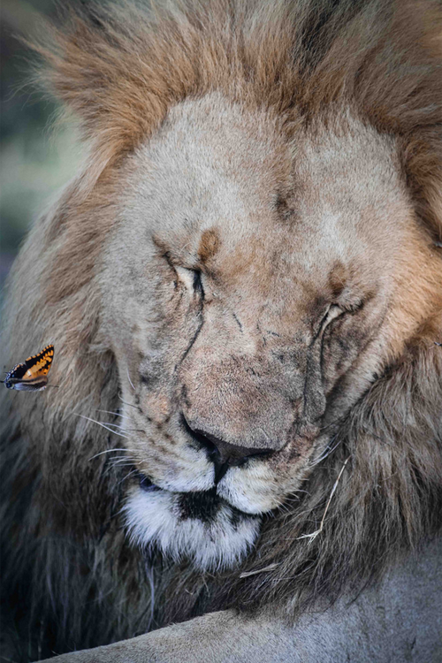 plasmatics-life:Lion & Butterfly ~ By Aurélie Jouanigot