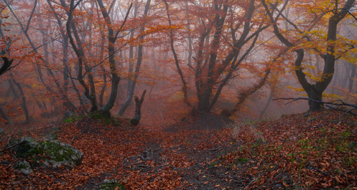 Mysterious autumn forest by Evgeniya Morskova