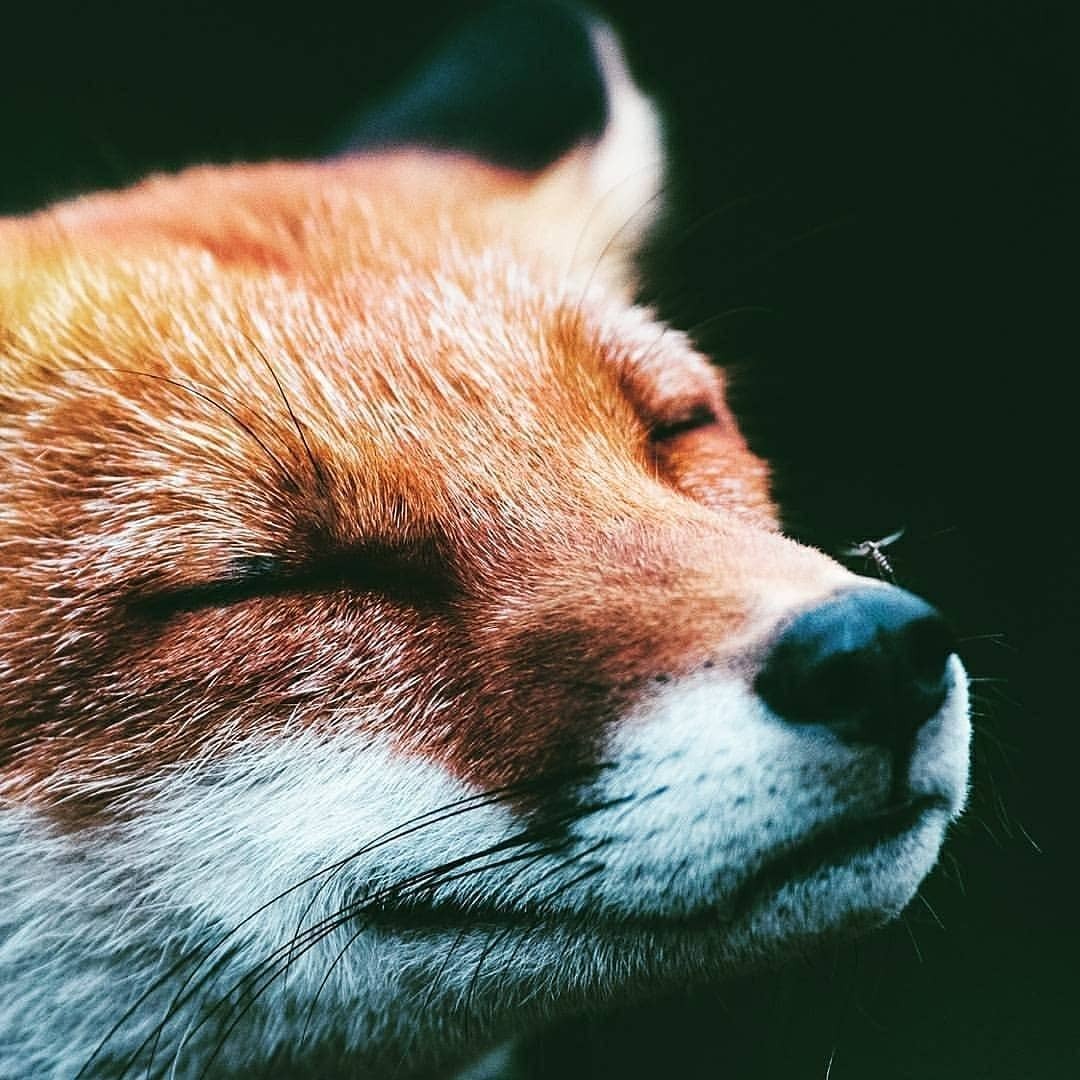 everythingfox:  ∞