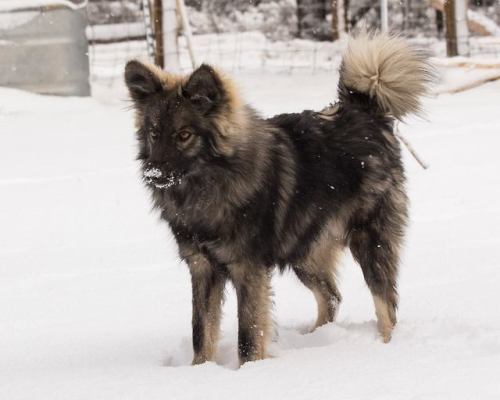 Photos are all from Nenets laika Ненецька лайкаThe Nenets herding laika is the landrace that Samoyed