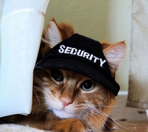 “Keep Calm, I’m a Security Guard and I Have No Idea What I’m Doing…”