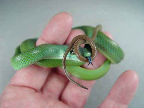 alltailnolegs:So, I totally found Justice’s baby pics that I hadn’t seen before. Had to share because WHAT A CUTE, but also to illustrate her blue compared to normal gonyo greens. Last photo is a normal sib.
