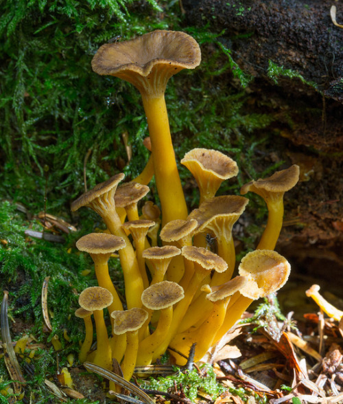 libutron:Trumpet Chanterelle - Cantharellus tubaeformisCommonly referred to as the Trumpet Chanterel