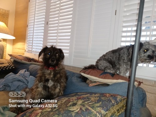 The Guys Hanging Out On National Dog Day
