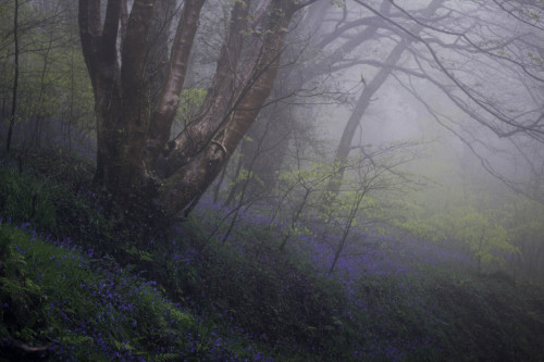 kenmarten:Native Bluebells in Welsh Woodland Part 2