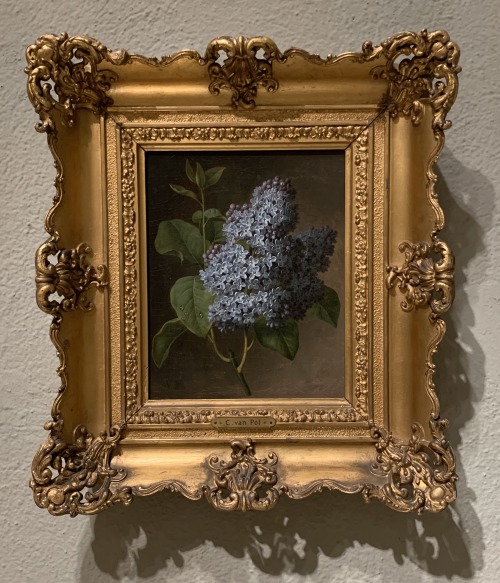 bagdemagus:Christiaen van Pol (1752-1813)Lilac Blossoms (c. 1800)Oil on canvasPhiladelphia Muse