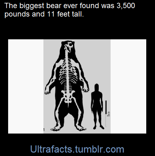 ultrafacts: A prehistoric South American giant short-faced bear tipped the scales at up to 3,500 pou