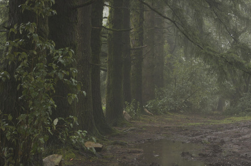 90377:Forest Fog by calzean on Flickr.