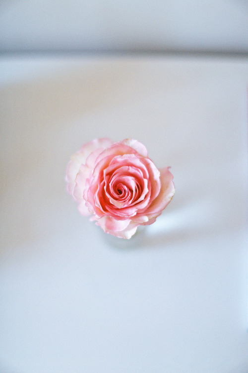 Baby pink rose. 
